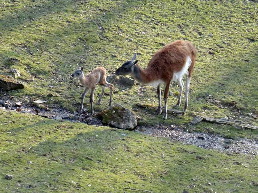 Guanako-Jungtier am Tag der Geburt im Grünen Zoo Wuppertal am 16. März 2015