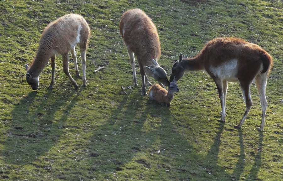 Guanako-Jungtier am Tag der Geburt im Grünen Zoo Wuppertal am 16. März 2015
