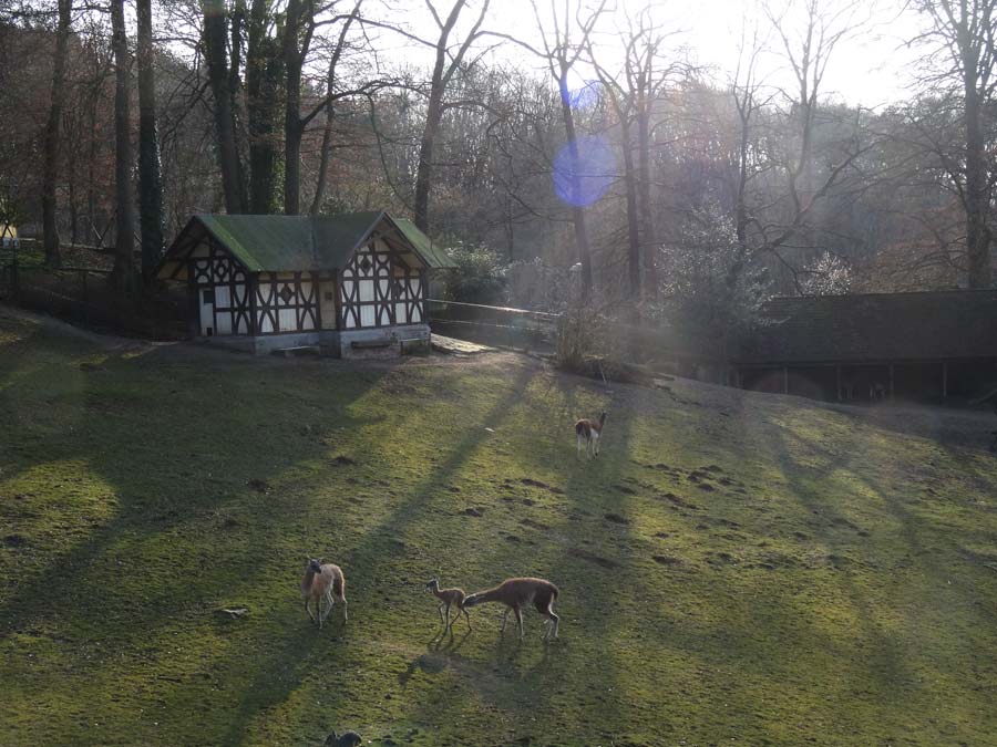 Guanako-Jungtier am Tag der Geburt im Zoo Wuppertal am 16. März 2015