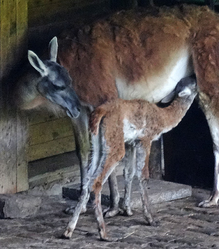 Guanako-Jungtier mit Mutter am 29. August 2015 im Grünen Zoo Wuppertal