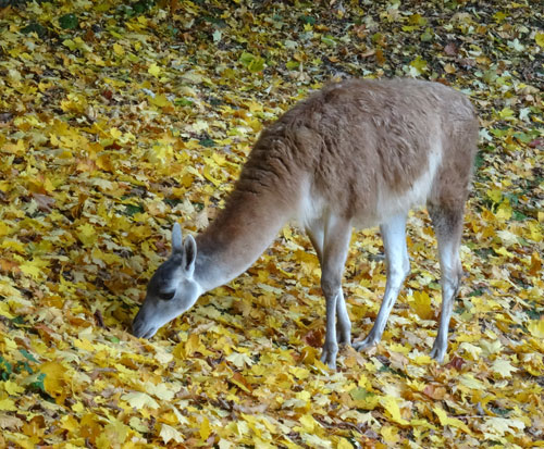 Guanako im Herbstlaub am 26. Oktober 2015 im Grünen Zoo Wuppertal