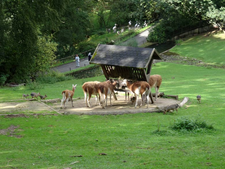 Die ehemalige Wuppertaler Guanako-Gruppe am 4. September 2016 auf der Patagonien-Anlage im Grünen Zoo Wuppertal
