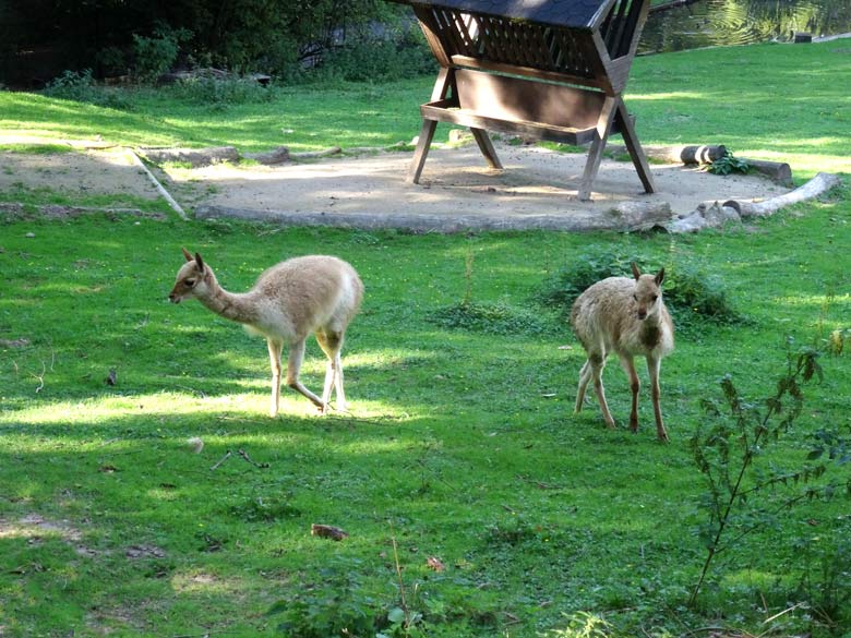 Vikunjas am 13. September 2016 auf der Patagonien-Anlage im Grünen Zoo Wuppertal