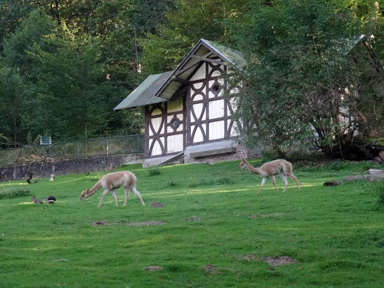 Vikunjas am 13. September 2016 auf der Patagonien-Anlage im Zoologischen Garten Wuppertal