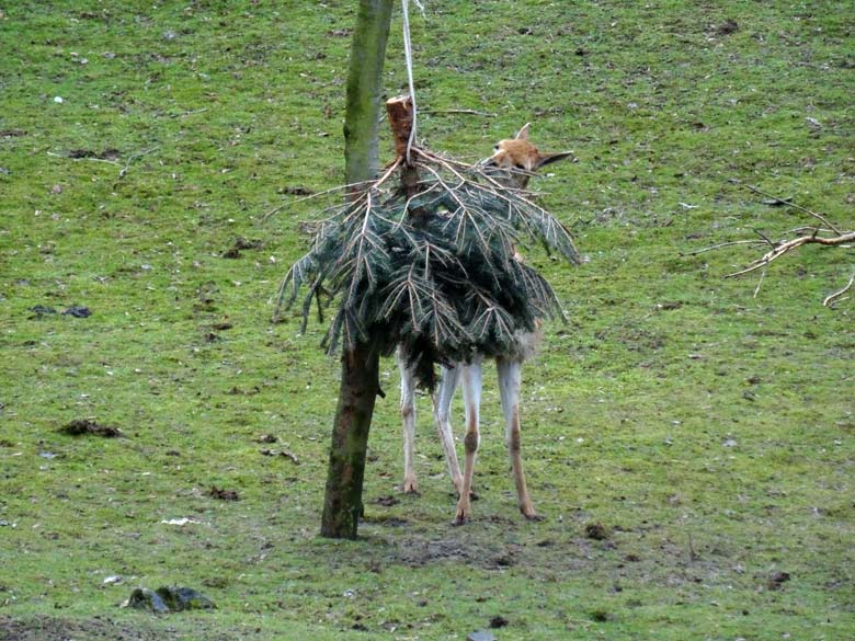 ORIGINAL-MOTIV: Vikunja am aufgehängten Nadelbaum am 4. Februar 2017 auf der Patagonien-Anlage im Grünen Zoo Wuppertal
