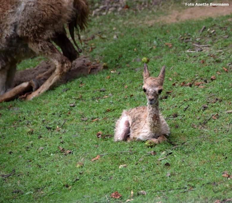Vikunja-Jungtier am 4. August 2017 in der ersten Stunde nach seiner Geburt auf der Patagonien-Anlage im Grünen Zoo Wuppertal (Foto Anette Baumann)