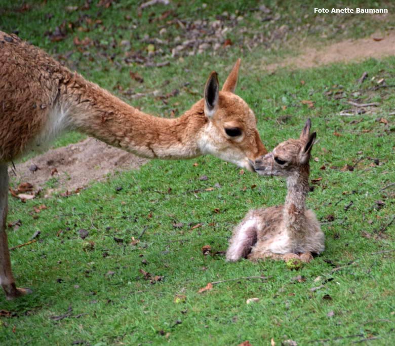 Vikunja-Jungtier am 4. August 2017 in der Stunde nach seiner Geburt auf der Patagonien-Anlage im Zoologischen Garten der Stadt Wuppertal (Foto Anette Baumann)