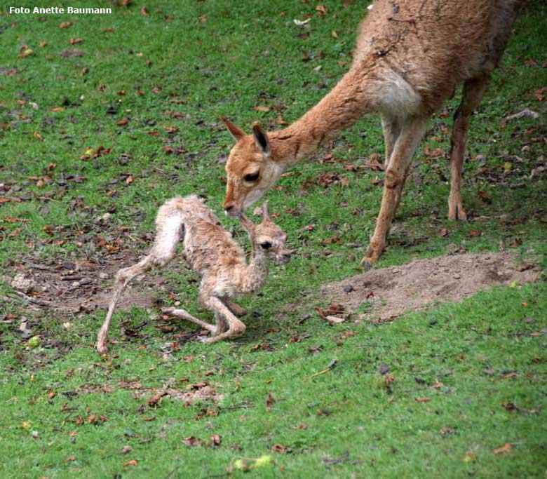 Vikunja-Jungtier am 4. August 2017 in der ersten Stunde nach seiner Geburt auf der Patagonien-Anlage im Zoologischen Garten Wuppertal (Foto Anette Baumann)