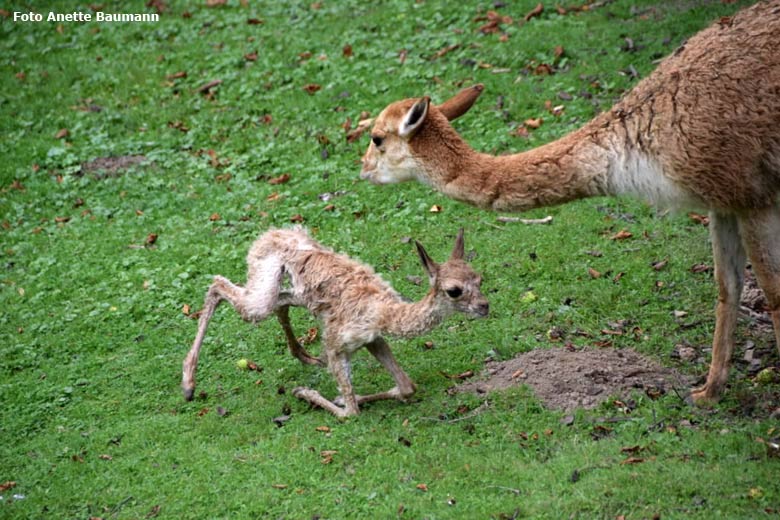 Vikunja-Jungtier am 4. August 2017 in der Stunde nach seiner Geburt auf der Patagonien-Anlage im Grünen Zoo Wuppertal (Foto Anette Baumann)