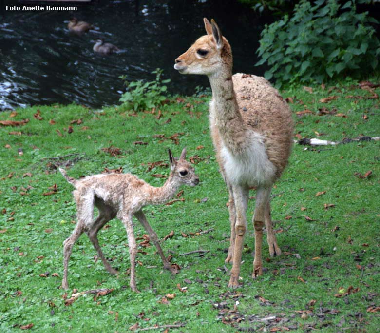 Vikunja-Jungtier am 4. August 2017 in der Stunde nach seiner Geburt auf der Patagonien-Anlage im Wuppertaler Zoo (Foto Anette Baumann)