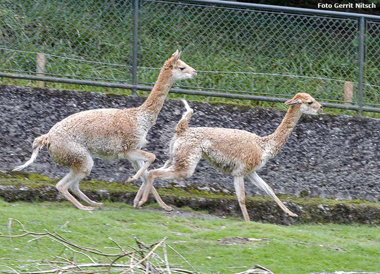 Vikunjas am 4. August 2017 auf der Patagonien-Anlage im Zoologischen Garten der Stadt Wuppertal (Foto Gerrit Nitsch)