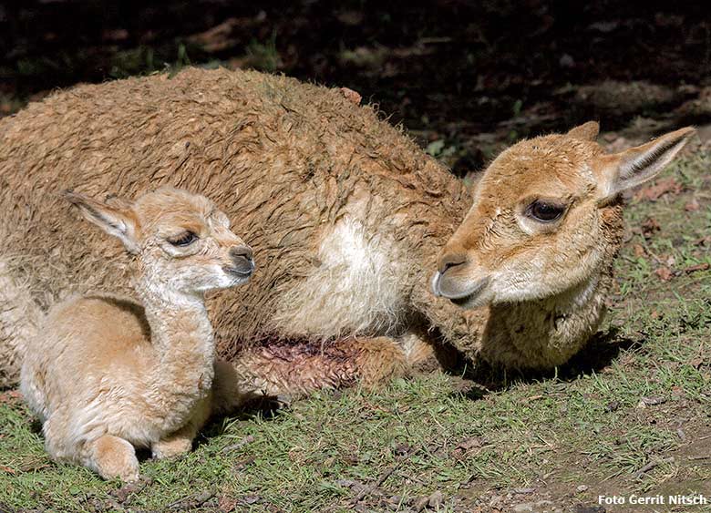 Vikunja-Jungtier mit Vikunja-Mutter am 6. August 2017 auf der Patagonien-Anlage im Zoologischen Garten der Stadt Wuppertal (Foto Gerrit Nitsch)