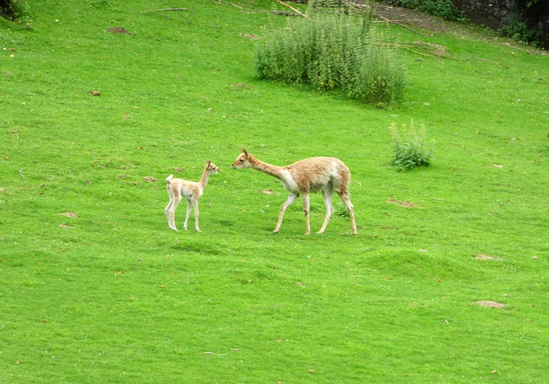 Vikunja-Jungtier mit Vikunja-Mutter am 9. August 2017 auf der Patagonienanlage im Grünen Zoo Wuppertal