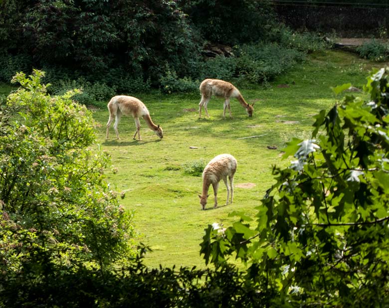 Drei Vikunjas am 28. Juli 2018 auf der Patagonienanlage im Grünen Zoo Wuppertal