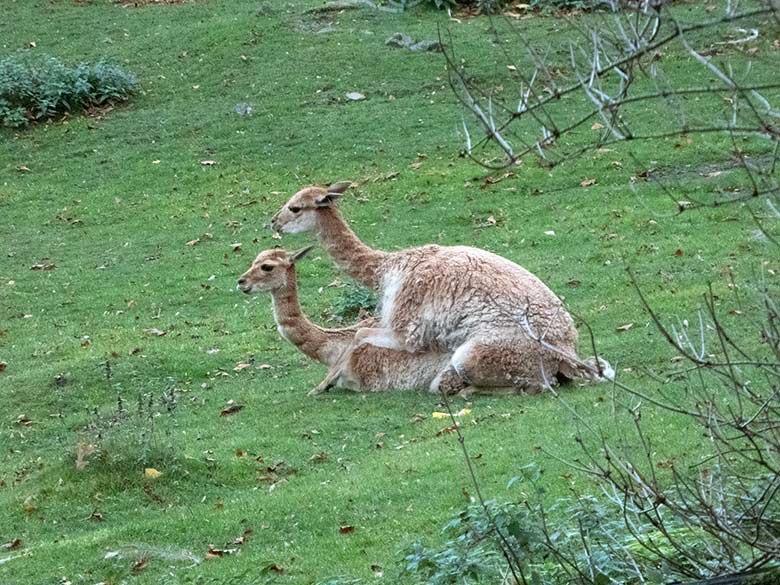 Vikunja-Paarung am 2. November 2018 auf der Patagonien-Anlage im Grünen Zoo Wuppertal