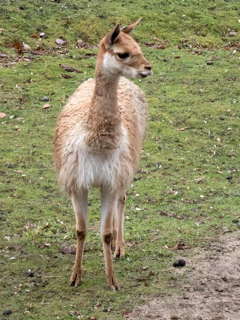 Vikunja Hengst am 30. Dezember 2018 auf der Patagonien-Anlage im Zoo Wuppertal