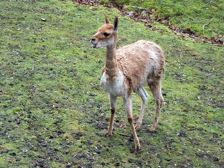 Vikunja Stute am 30. Dezember 2018 auf der Patagonien-Anlage im Grünen Zoo Wuppertal