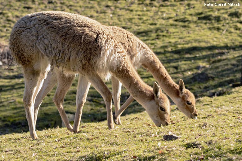 Vikunjas am 27. Februar 2019 auf der Patagonien-Anlage im Zoologischen Garten Wupperta (Foto Gerrit Nitsch)