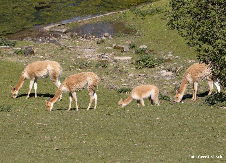 Vier Vikunjas am 20. April 2019 auf der Patagonien-Anlage im Grünen Zoo Wuppertal (Foto Gerrit Nitsch)