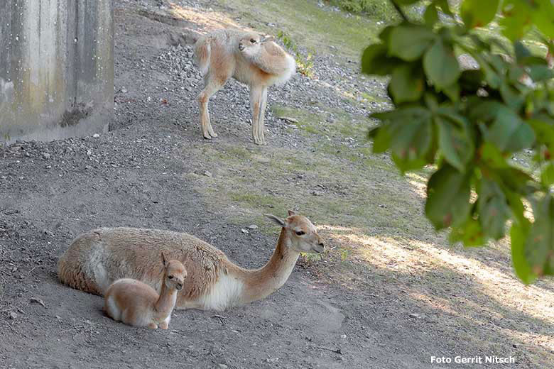 Vikunja mit Jungtier am 23. Juli 2019 auf der Patagonien-Anlage im Grünen Zoo Wuppertal (Foto Gerrit Nitsch)