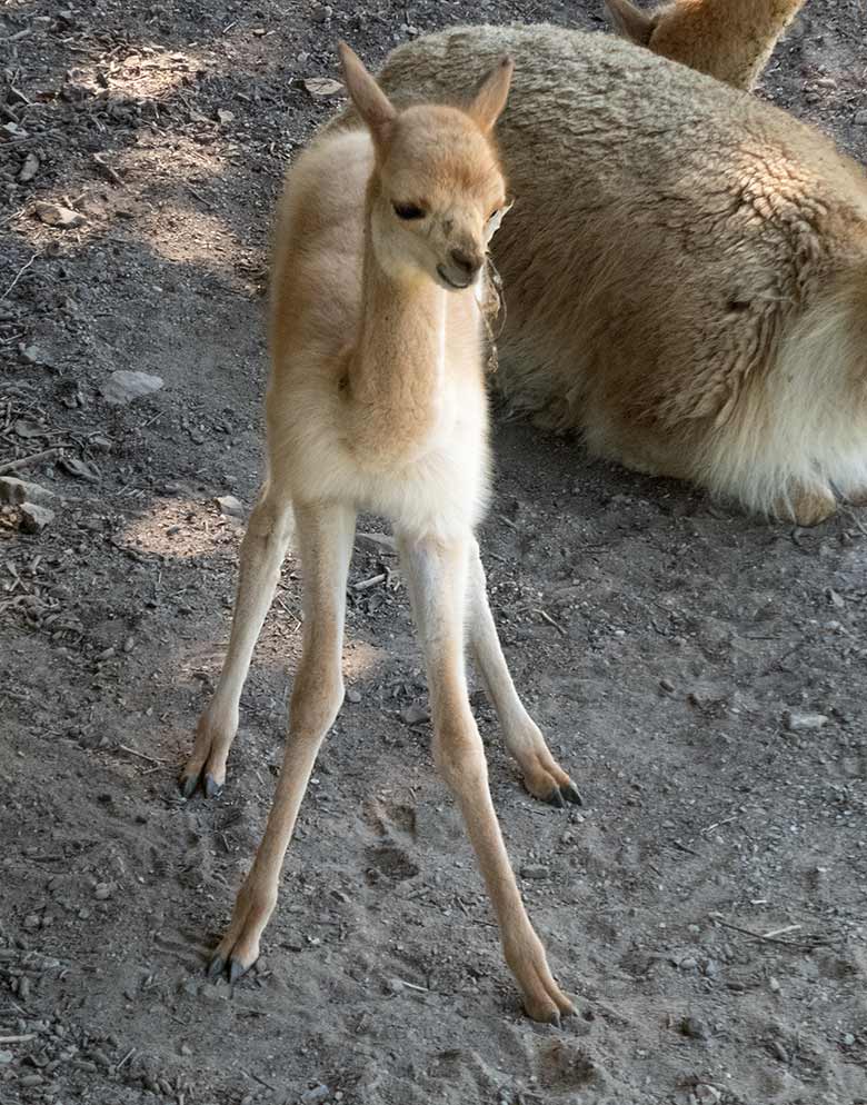 Vikunja-Jungtier am 23. Juli 2019 auf der Patagonien-Anlage im Zoologischen Garten Wuppertal
