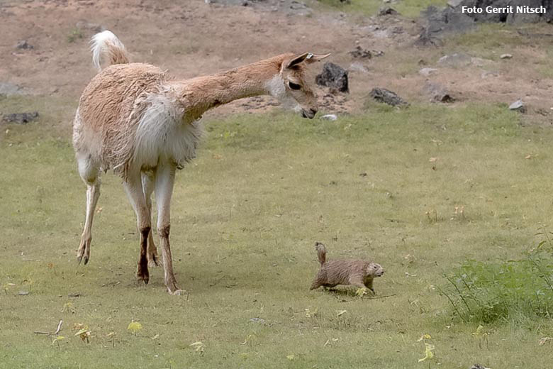 Vikunja und Schwarzschwanz-Präriehund am 27. Juli 2019 auf der Patagonien-Anlage im Wuppertaler Zoo (Foto Gerrit Nitsch)