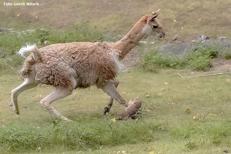 Vikunja und Schwarzschwanz-Präriehund am 27. Juli 2019 auf der Patagonien-Anlage im Grünen Zoo Wuppertal (Foto Gerrit Nitsch)
