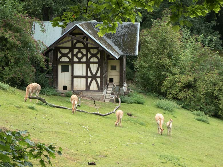 Fünf Vikunjas am 3. August 2019 auf der Patagonien-Anlage im Wuppertaler Zoo