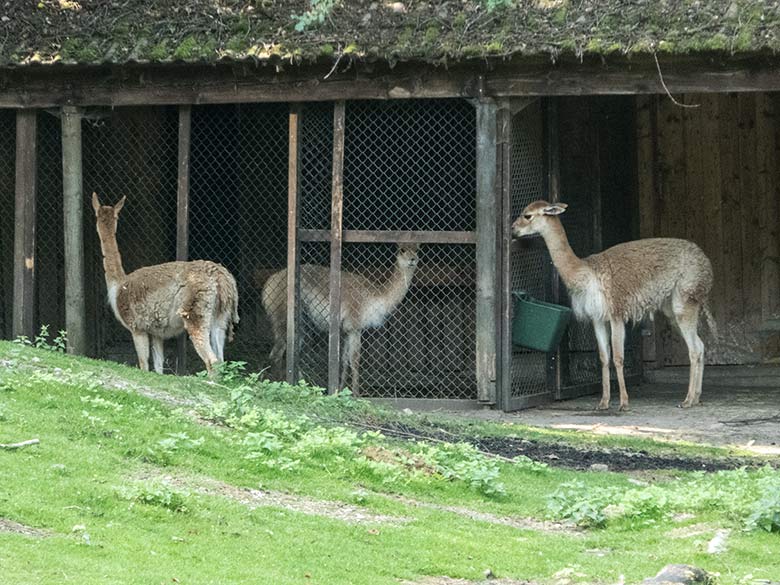 Abgesondertes Vikunja im Draht-Vorbau am Stallgebäude am 30. August 2019 auf der Patagonien-Anlage im Zoologischen Garten Wuppertal