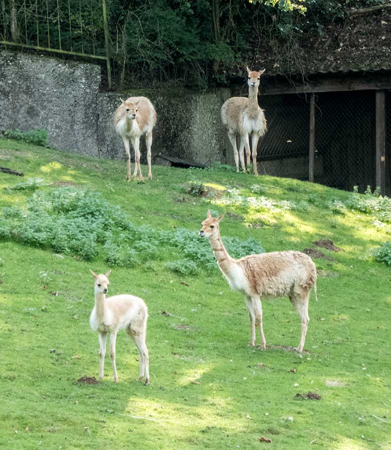 Vier Vikunjas am 13. September 2019 auf der Patagonien-Anlage im Grünen Zoo Wuppertal