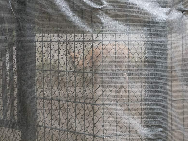 Separiertes Vikunja am 16. September 2019 hinter einem Gaze-Vorhang auf der sogenannten neuen Milu-Anlage im Zoologischen Garten der Stadt Wuppertal