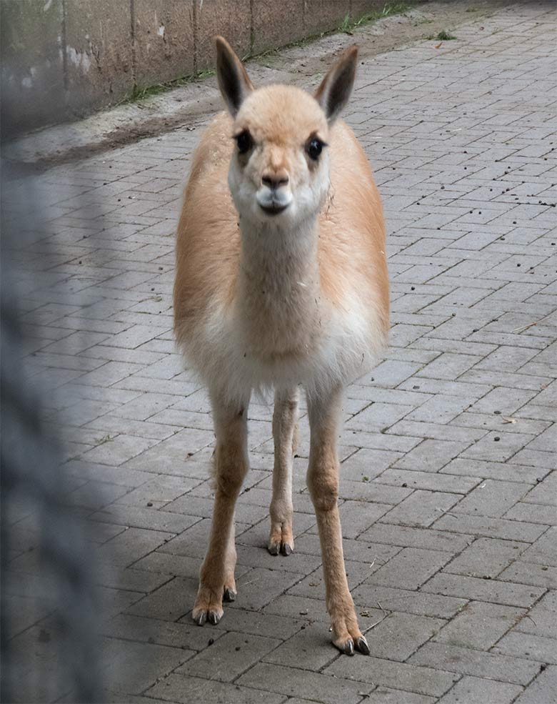 Separiertes Vikunja am 16. September 2019 im Vorgehege am Stallgebäude auf der sogenannten neuen Milu-Anlage im Wuppertaler Zoo