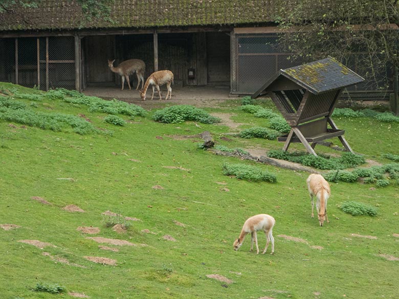 Vier Vikunjas am 16. September 2019 auf der Patagonien-Anlage im Zoo Wuppertal