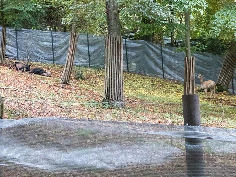 Vier männliche Afrikanische Zwergziegen und ein weibliches Vikunja-Jungtier am 29. September 2019 im sogenannten Milu-Wald im Zoologischen Garten Wuppertal
