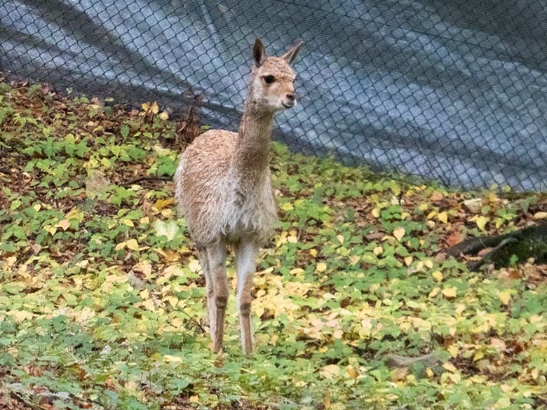 Vikunja-Jungtier am 29. September 2019 im sogenannten Milu-Wald im Zoo Wuppertal