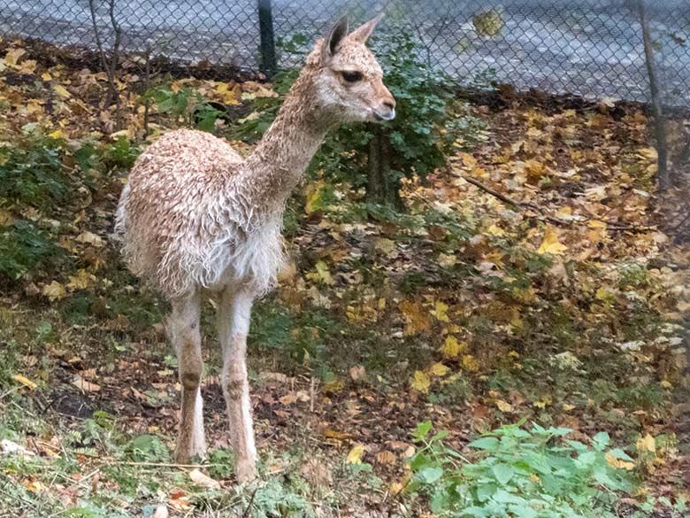 Vikunja-Jungtier am 29. September 2019 im sogenannten Milu-Wald im Zoologischen Garten der Stadt Wuppertal