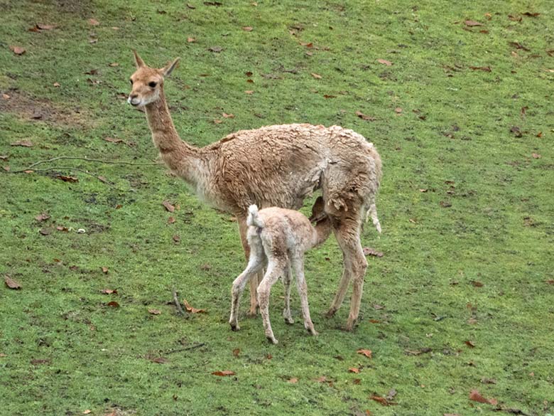 Vikunja-Jungtier mit Vikunja-Mutter am 15. November 2019 auf der Patagonien-Anlage im Zoologischen Garten Wuppertal