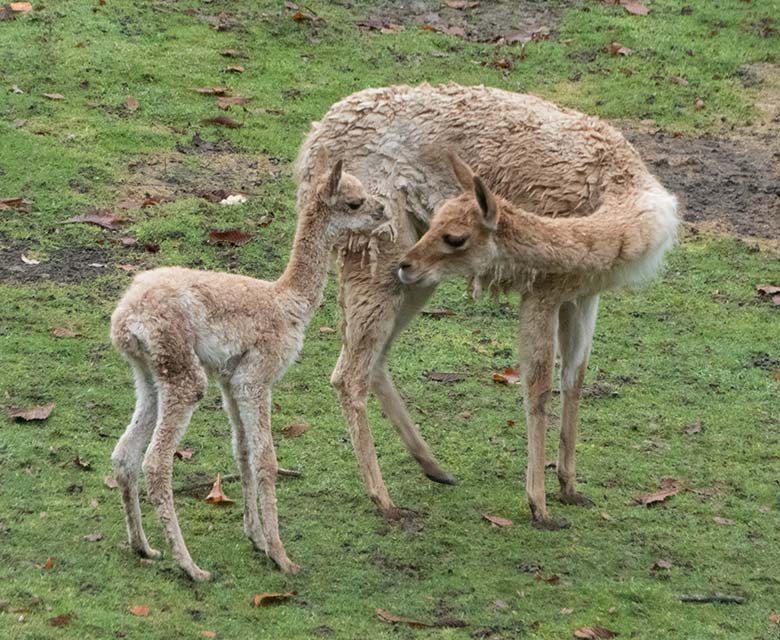 Vikunja-Jungtier mit Vikunja-Mutter am 15. November 2019 auf der Patagonien-Anlage im Wuppertaler Zoo