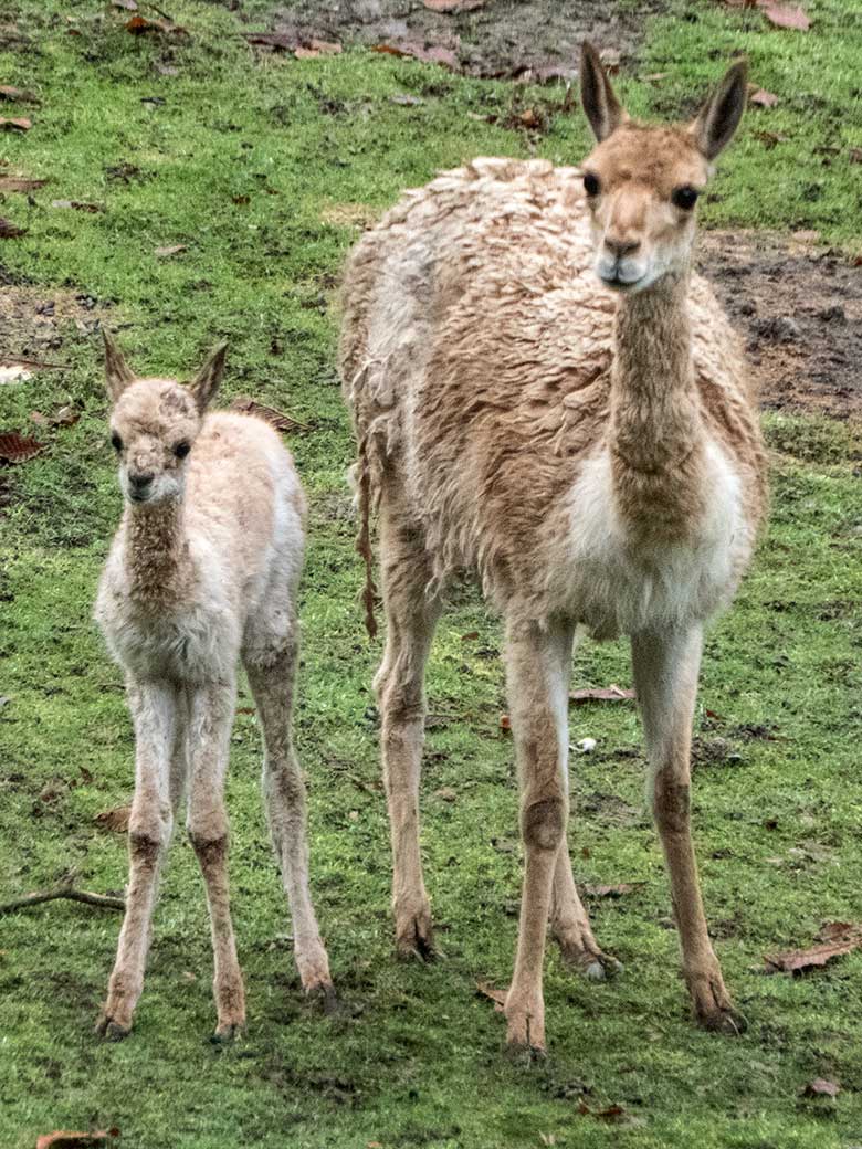 Vikunja-Jungtier mit Vikunja-Mutter am 15. November 2019 auf der Patagonien-Anlage im Zoo Wuppertal