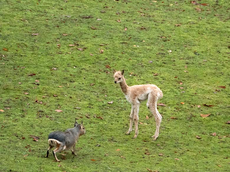 Große Mara interessiert sich für das Vikunja-Jungtier am 15. November 2019 auf der Patagonien-Anlage im Grünen Zoo Wuppertal