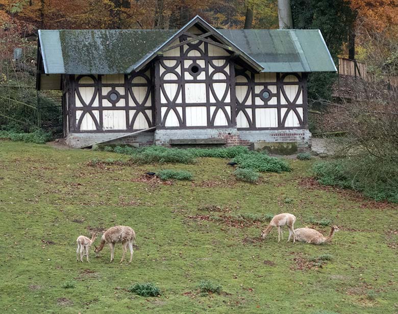 Vikunjas mit Jungtieren am 15. November 2019 auf der Patagonien-Anlage im Wuppertaler Zoo