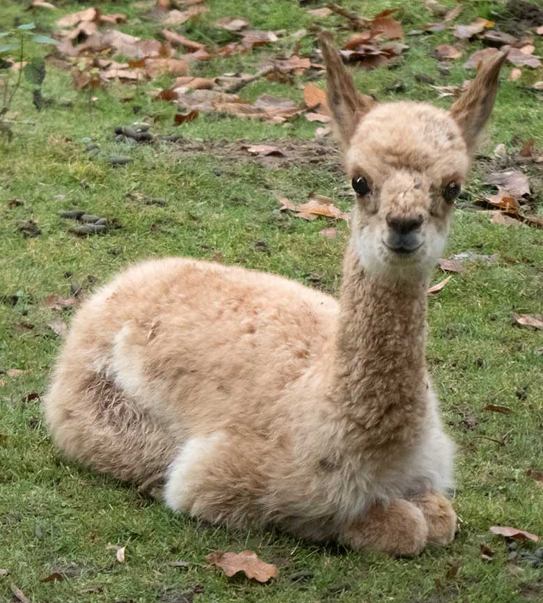 27 Stunden junges männliches Vikunja-Jungtier am 15. November 2019 auf der Patagonien-Anlage im Zoologischen Garten der Stadt Wuppertal