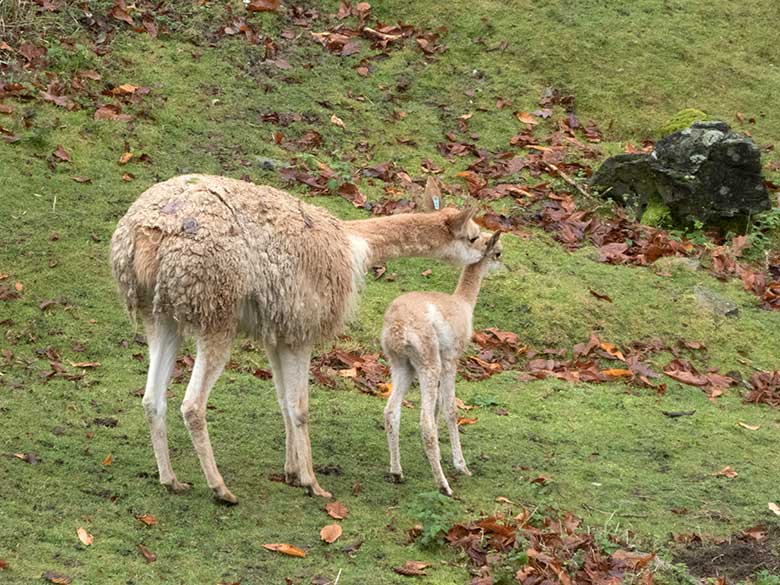 Vikunja-Hengst mit Vikunja-Fohlen am 17. November 2019 auf der Patagonien-Anlage im Zoologischen Garten der Stadt Wuppertal