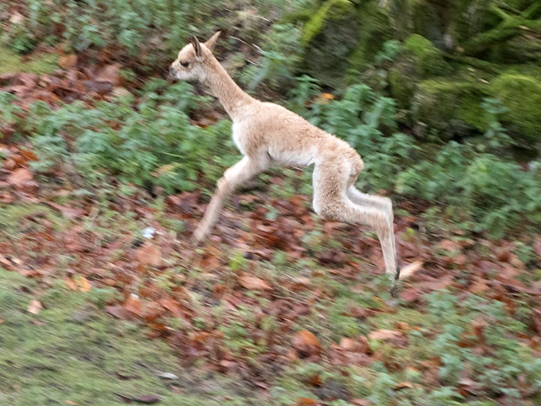Springendes Vikunja-Fohlen am 17. November 2019 auf der Patagonien-Anlage im Grünen Zoo Wuppertal
