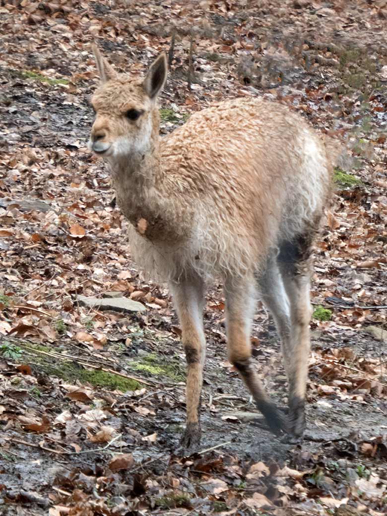 Vikunja-Jungtier am 19. Februar 2020 im sogenannten Milu-Wald im Grünen Zoo Wuppertal
