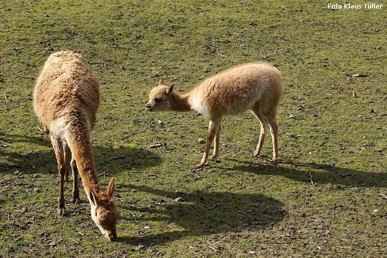 Vikunjas am 8. März 2020 auf der Patagonien-Anlage im Wuppertaler Zoo (Foto Klaus Tüller)