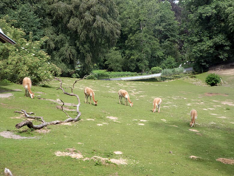 Fünf Vikunjas am 21. Juni 2020 auf der Patagonien-Anlage im Zoologischen Garten Wuppertal. Eines der beiden Vikunja-Jungtiere lebt jetzt am sogenannten Milu-Wald