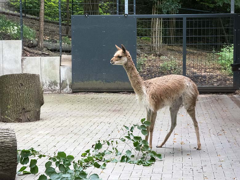 Vikunja-Jungtier am 21. Juli 2020 im Vorgehege am sogenannten Milu-Wald im Zoologischen Garten der Stadt Wuppertal