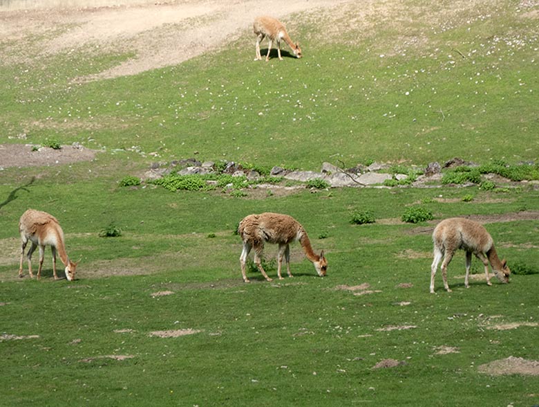 Vier Vikunjas am 22. Juli 2020  auf der Patagonien-Anlage im Wuppertaler Zoo. Diese Gruppe besteht derzeit aus einem Vikunja-Hengst, zwei Vikunja-Stuten und einem Vikunja-Jungtier