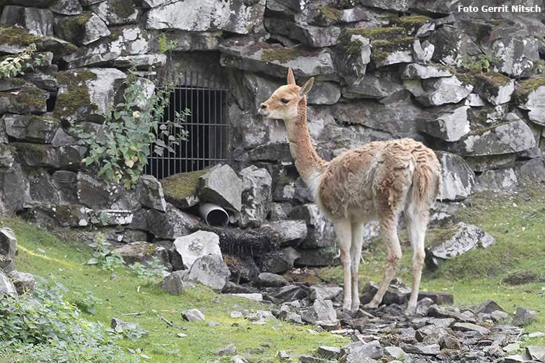 Vikunja am 11. August 2020 auf der Patagonien-Anlage im Wuppertaler Zoo (Foto Gerrit Nitsch)